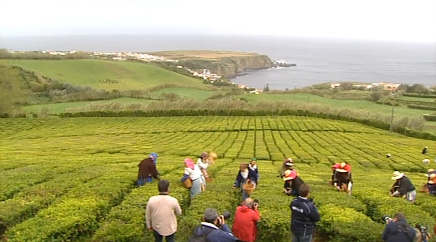 Colheita de Chá no Porto Formoso