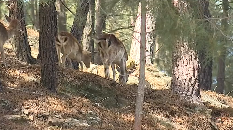 Morte de gamos no Parque Botânico e Zoológico do Rebentão