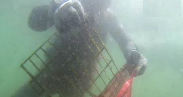 Limpeza subaquática na baía de Cascais