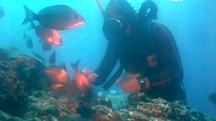 A Natureza Ameaçada