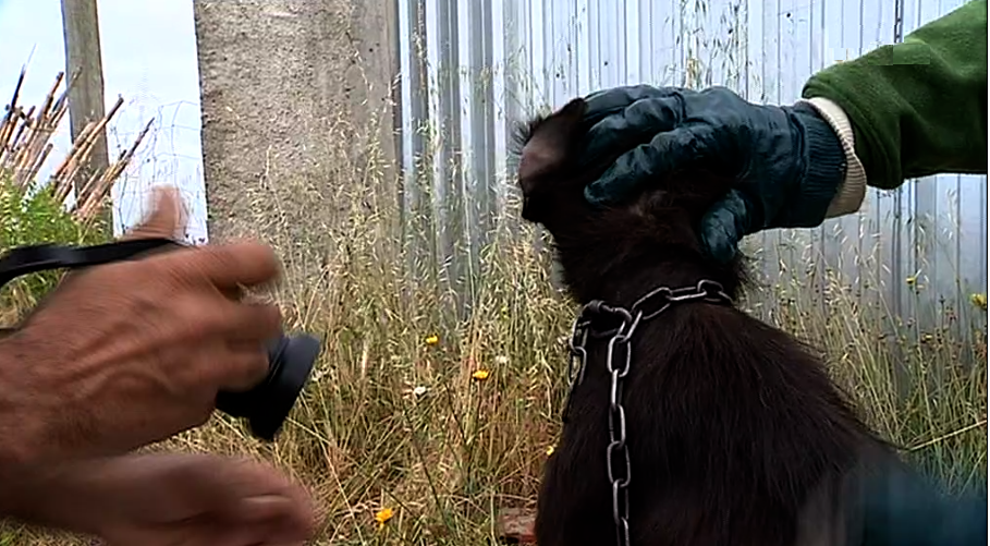 Maus tratos a animais