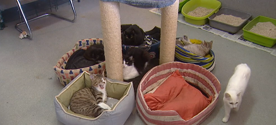 Liga de defesa dos animais no Funchal