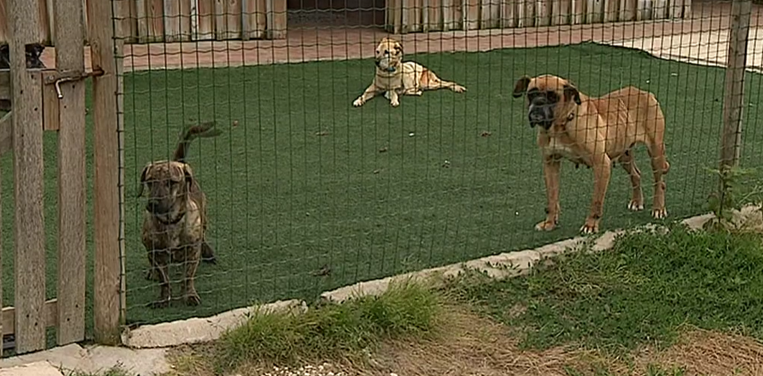 Abate de animais ilegal