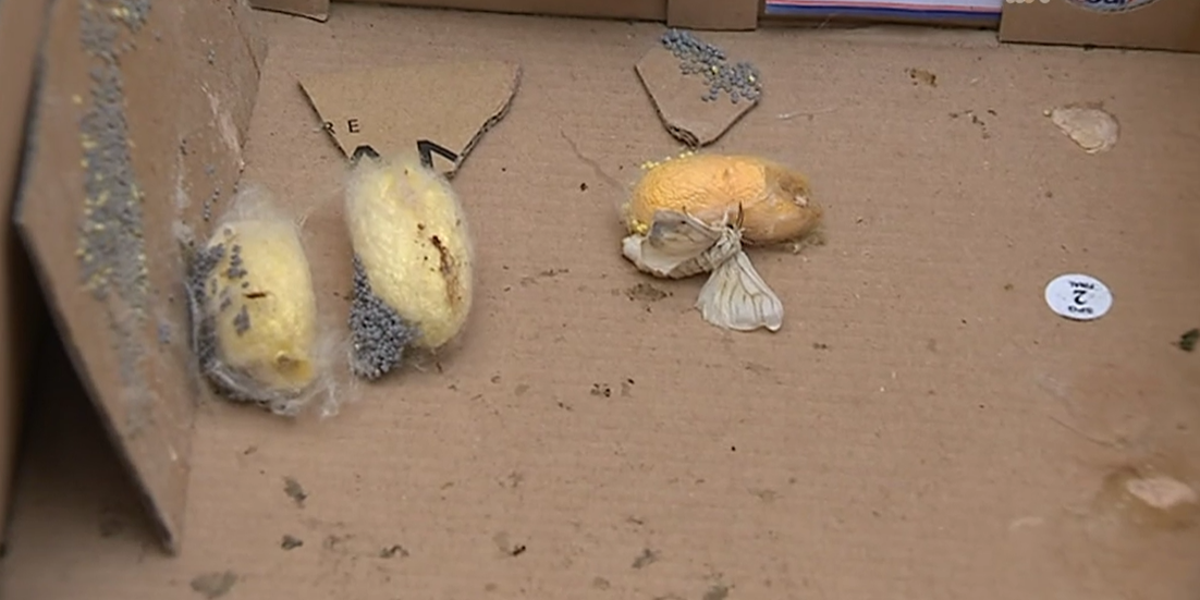 Borboletário em Cascais