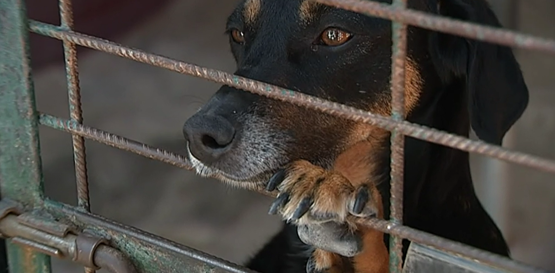 Animais abandonados