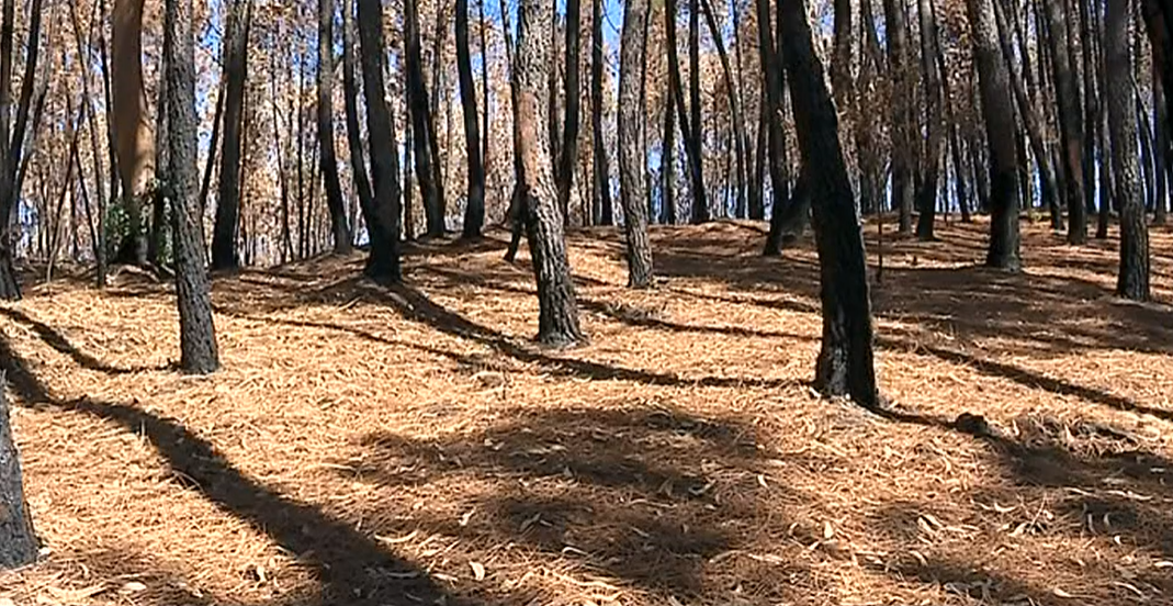 Projeto Aldeias Resilientes