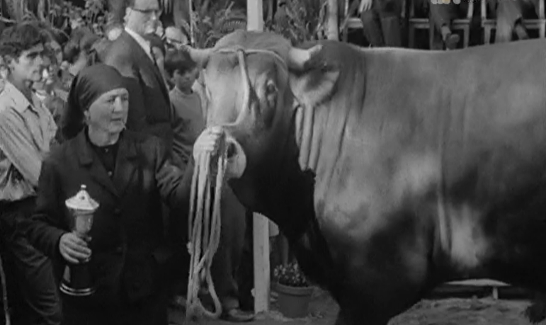 10º Concurso Pecuário das Festas de Santo Amaro em Estarreja