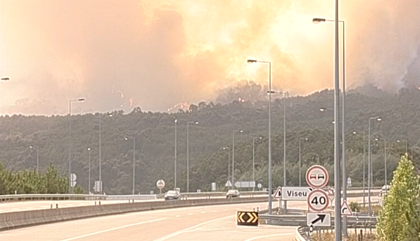 Eucaliptal na Serra do Caramulo