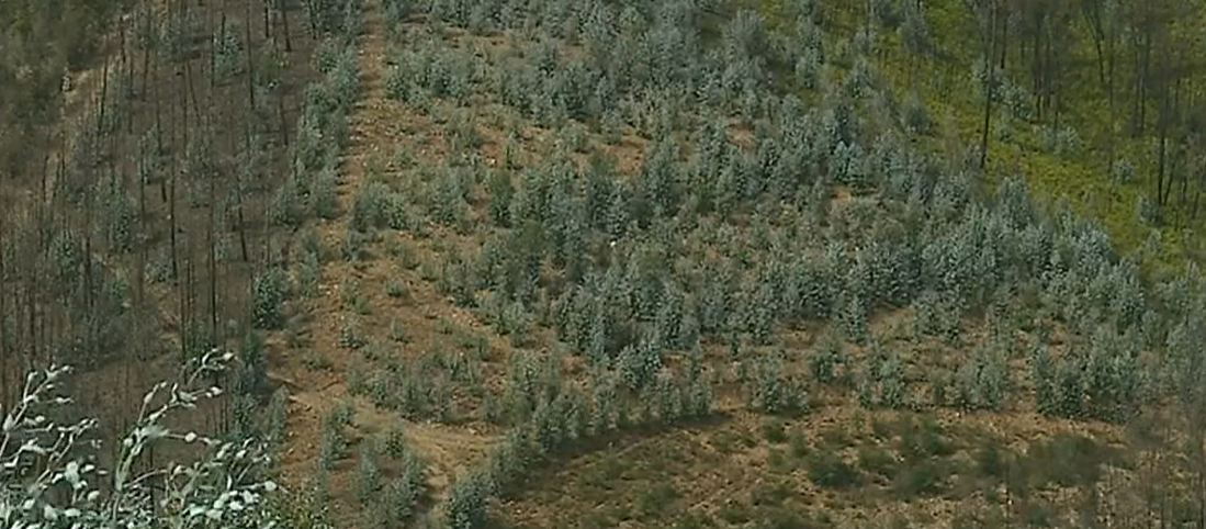 Floresta de Eucaliptos