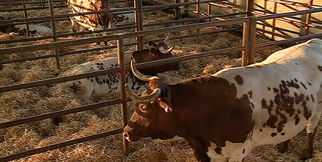 Feira da Luz em Montemor-o-Novo