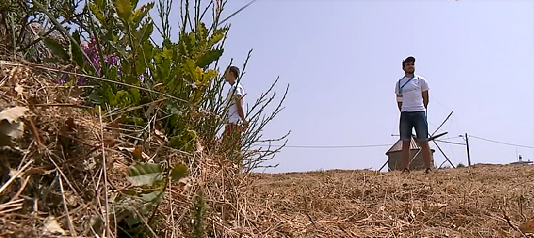 Vigilância florestal