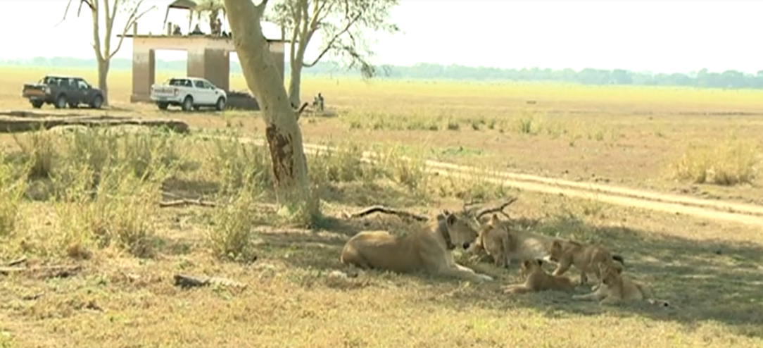 Reportagem Gorongosa Grande