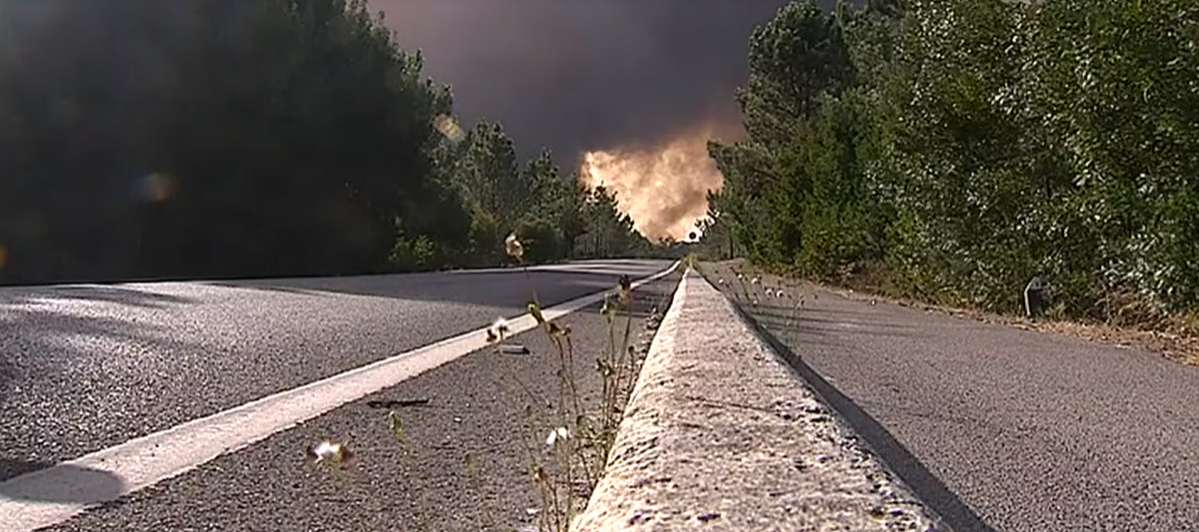 Plano de reflorestação do Pinhal de Leiria