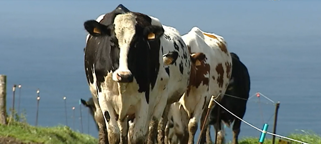 Declarações de Jorge Rita