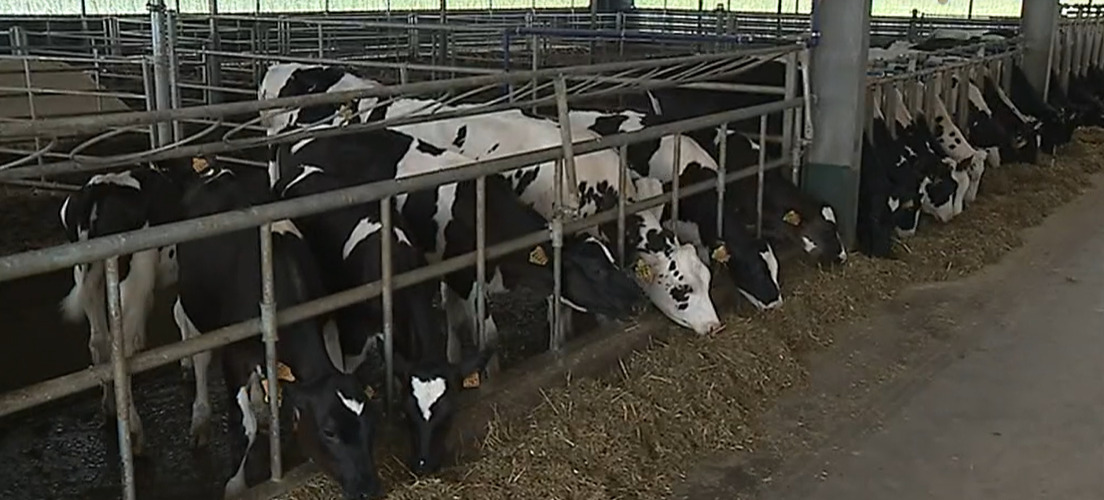 Produção de leite em Portugal