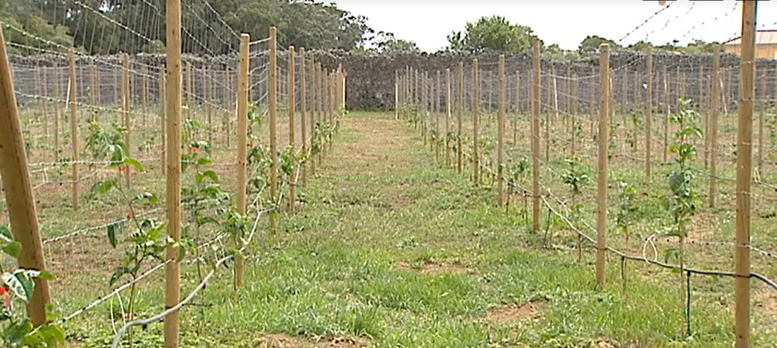 Produção de Maracujás