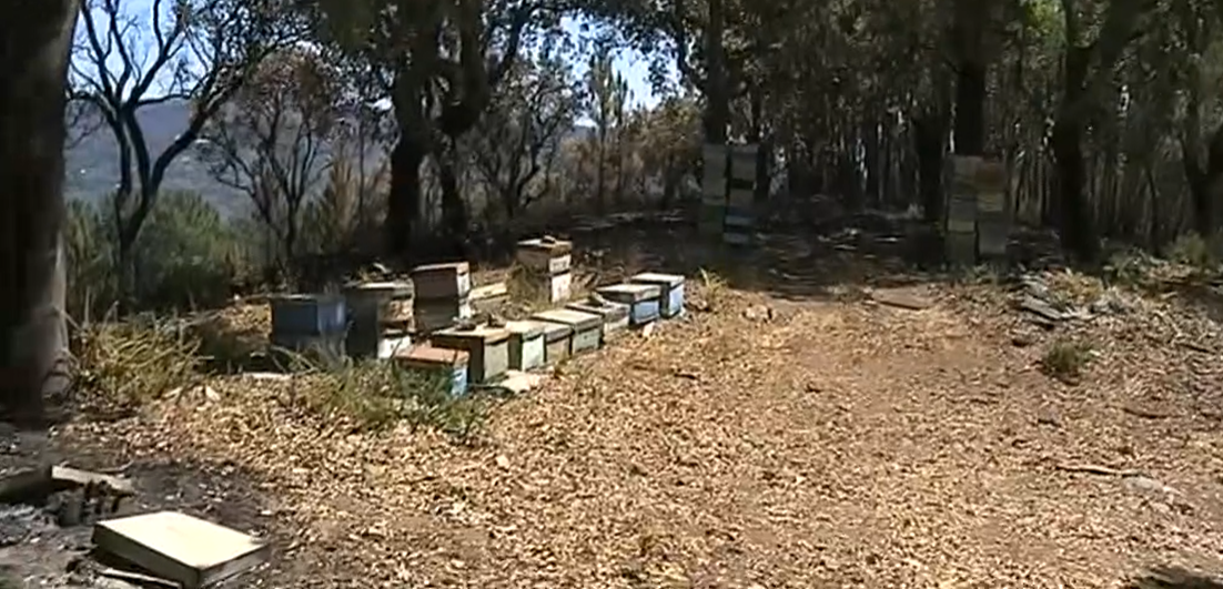 Apicultura ameaçada