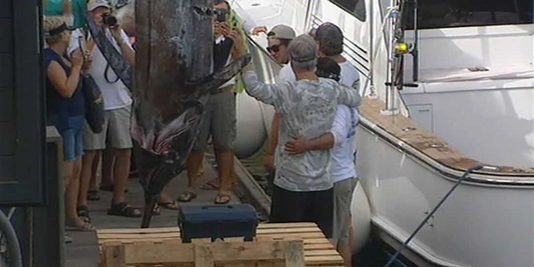 Pesca desportiva: captura de um Blue Merlin