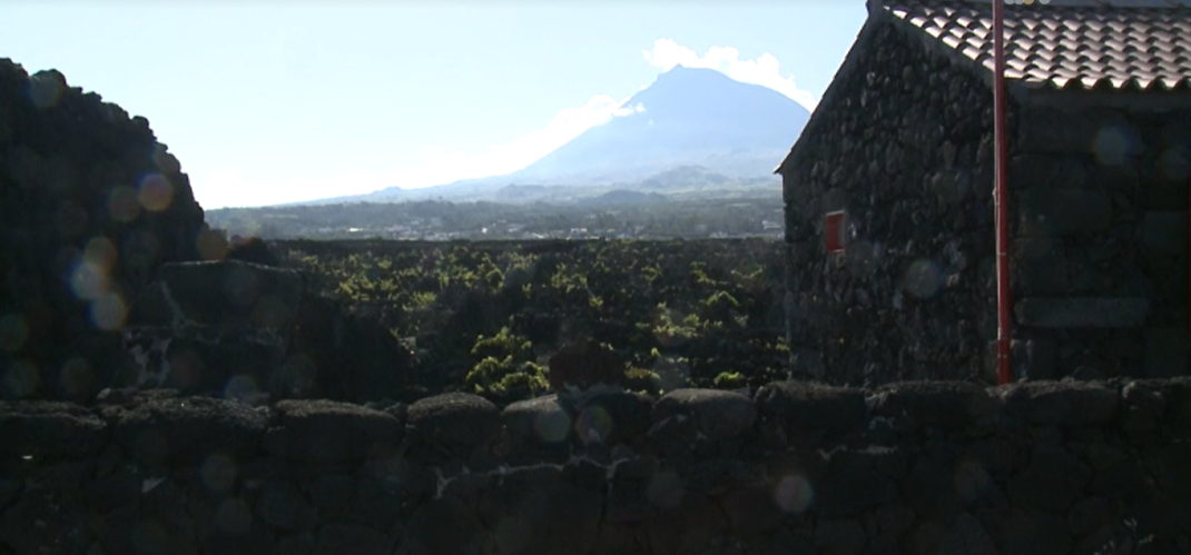 Produção vinho e vindimas Pico 2018