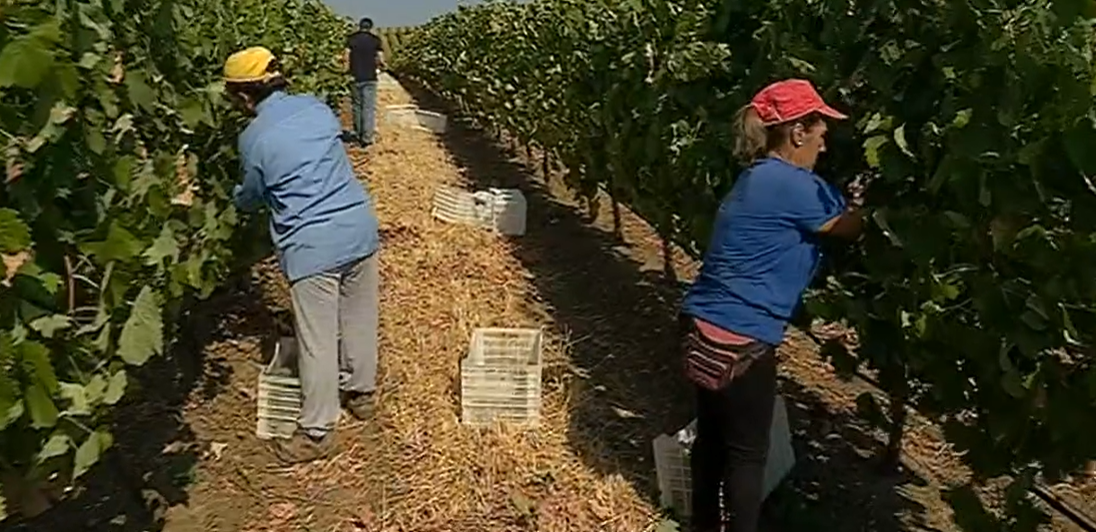 Vindima na Vidigueira