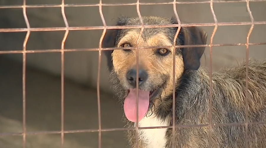Corrida solidária para recolha de alimento para animais