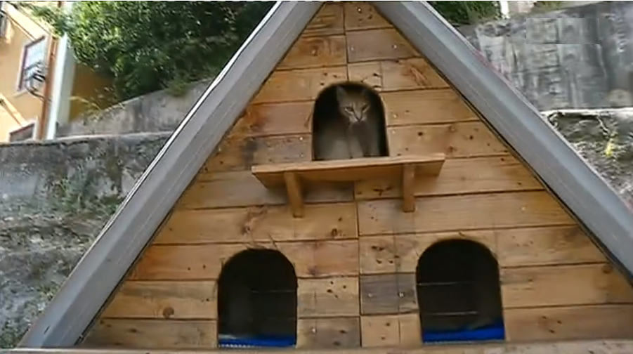 Associação Gatos Urbanos