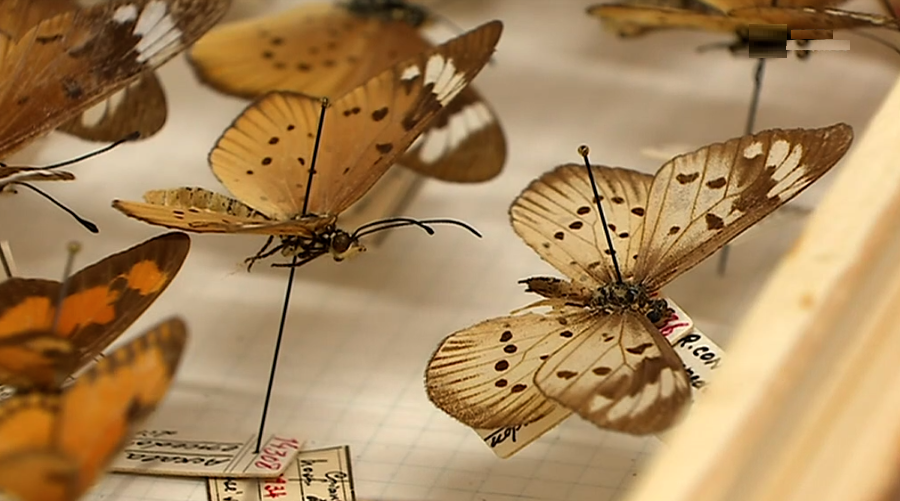 Dia Internacional dos Museus II