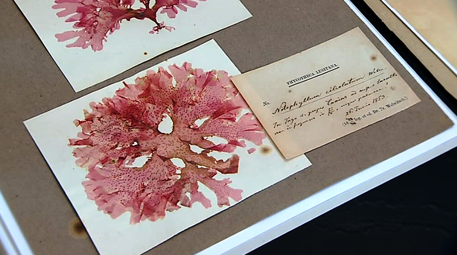 Dia Internacional dos Museus I