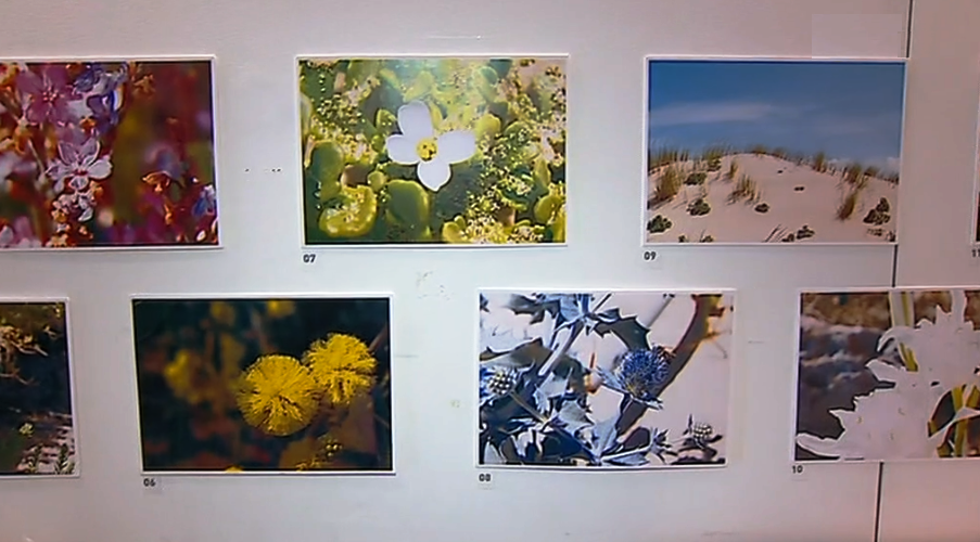 Exposição de herbário da Ria Formosa