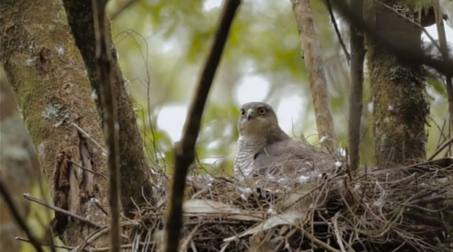 Projeto de conservação do Fura-Bardos