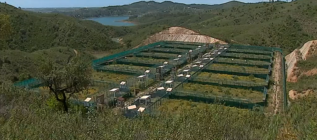 Linces Ibéricos transferidos para Espanha