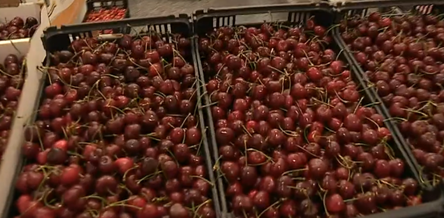 “Festa da Cereja” em Alfândega da Fé
