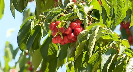 Produção de cereja em Macedo de Cavaleiros