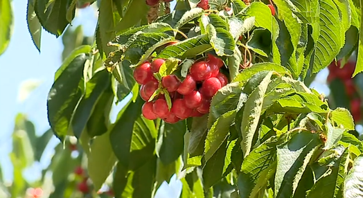 Produção de cereja em Macedo de Cavaleiros