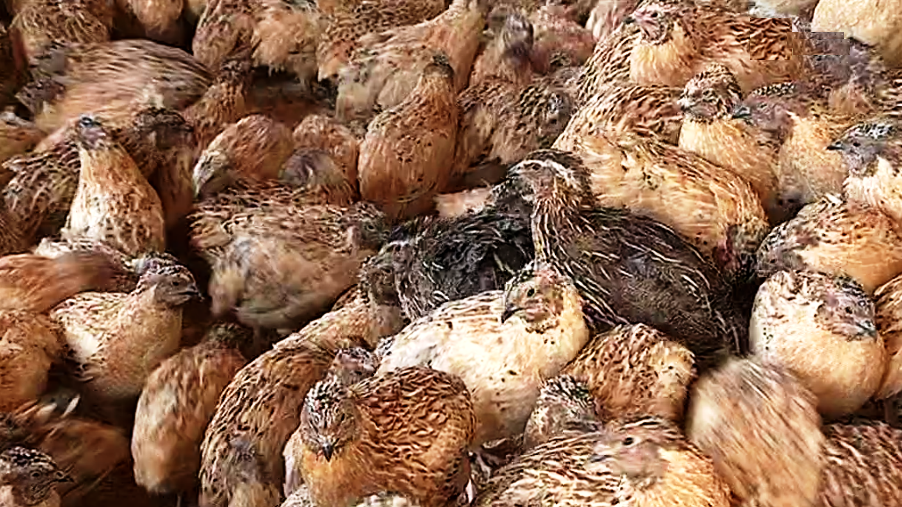 Visita a aviário de codornizes