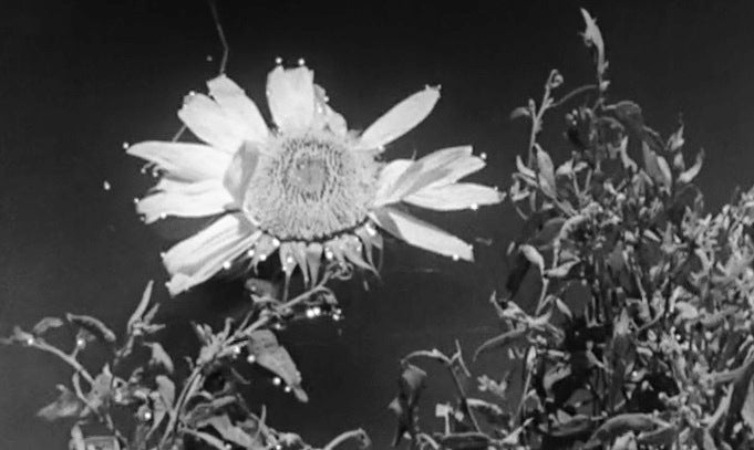 Filme de Augusto Cabrita