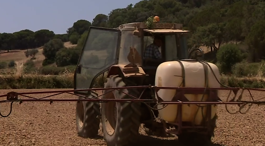 Falta de água nas barragens afeta produção de arroz