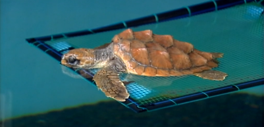 Arrojamento de tartarugas nos Açores