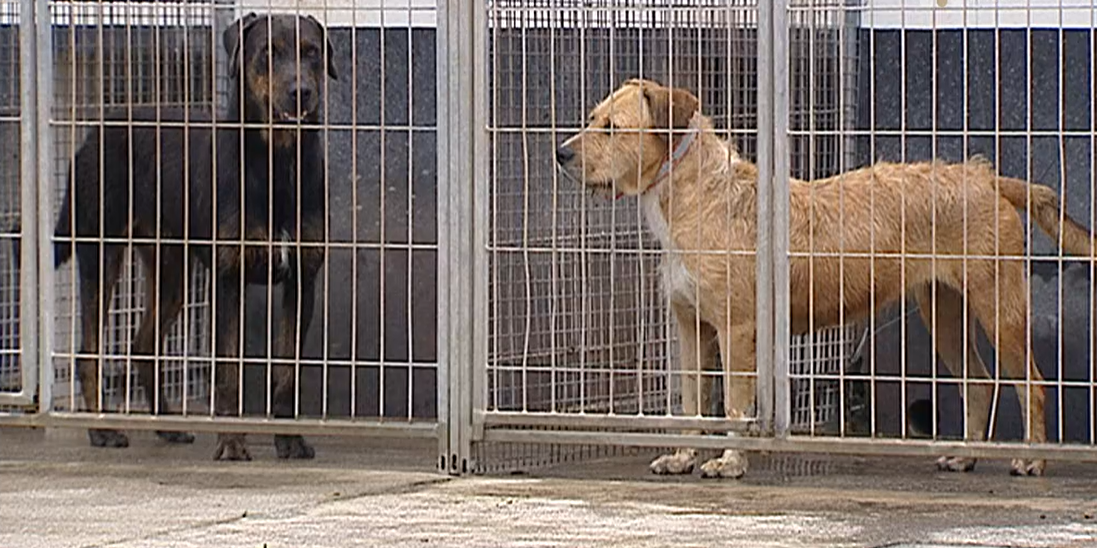 Abates no Canil de Angra