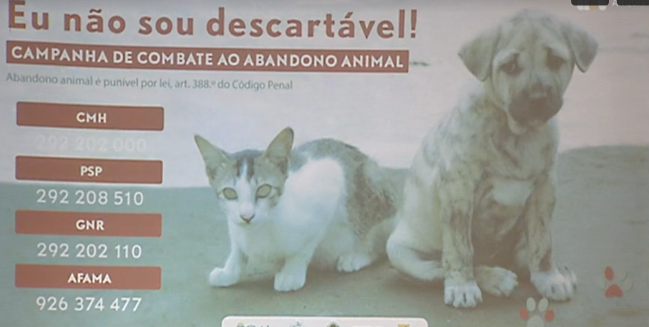 Bem Estar Animal no Faial