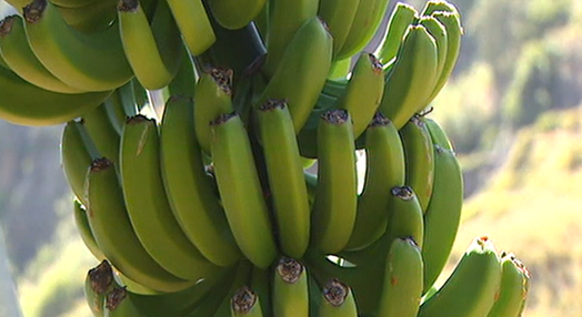 Comercialização de banana diminui 15%