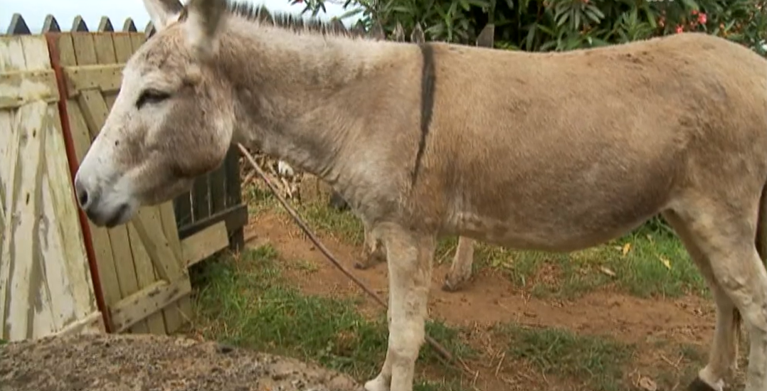 Burro Anão na Ilha da Graciosa