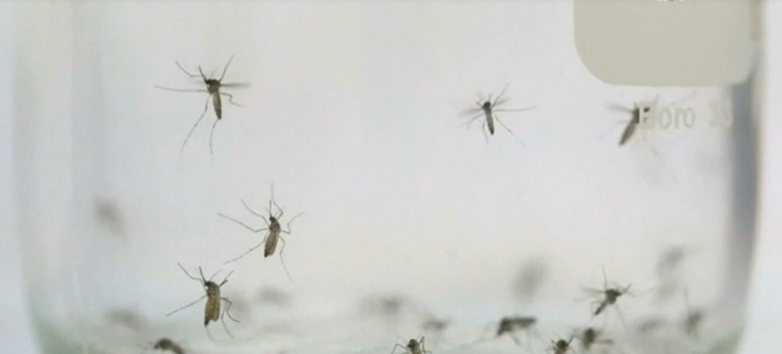 Mosquito do Zika em Portugal