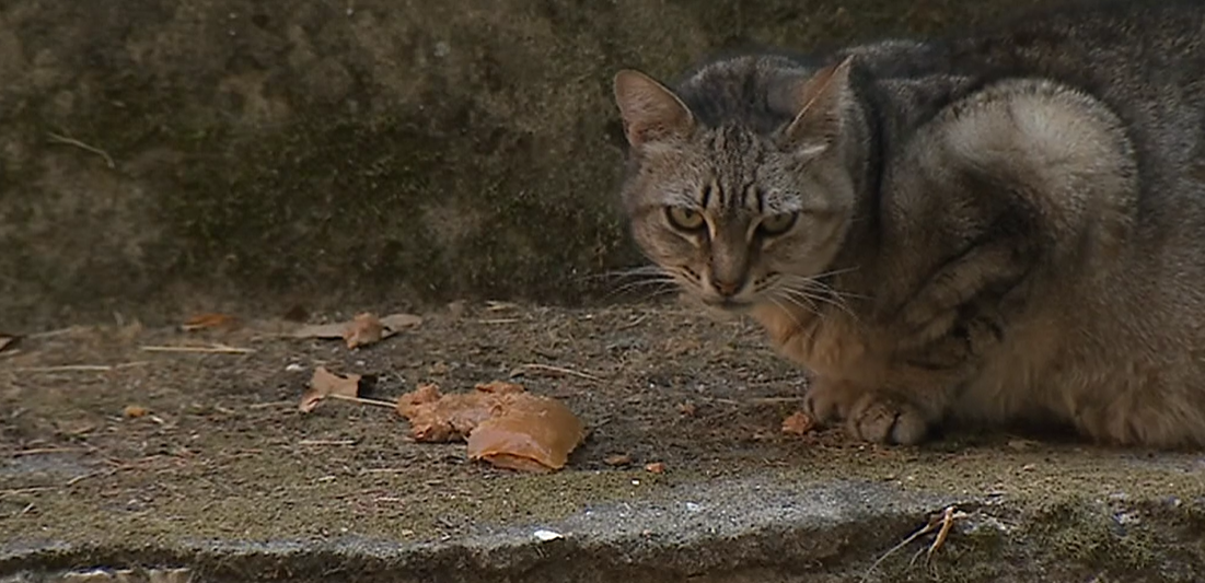 Abrigo para gatos em Lisboa