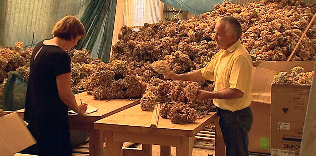 Hortênsias para exportação