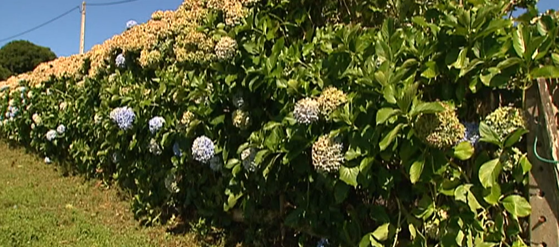 Exportação de Hortênsias Secas