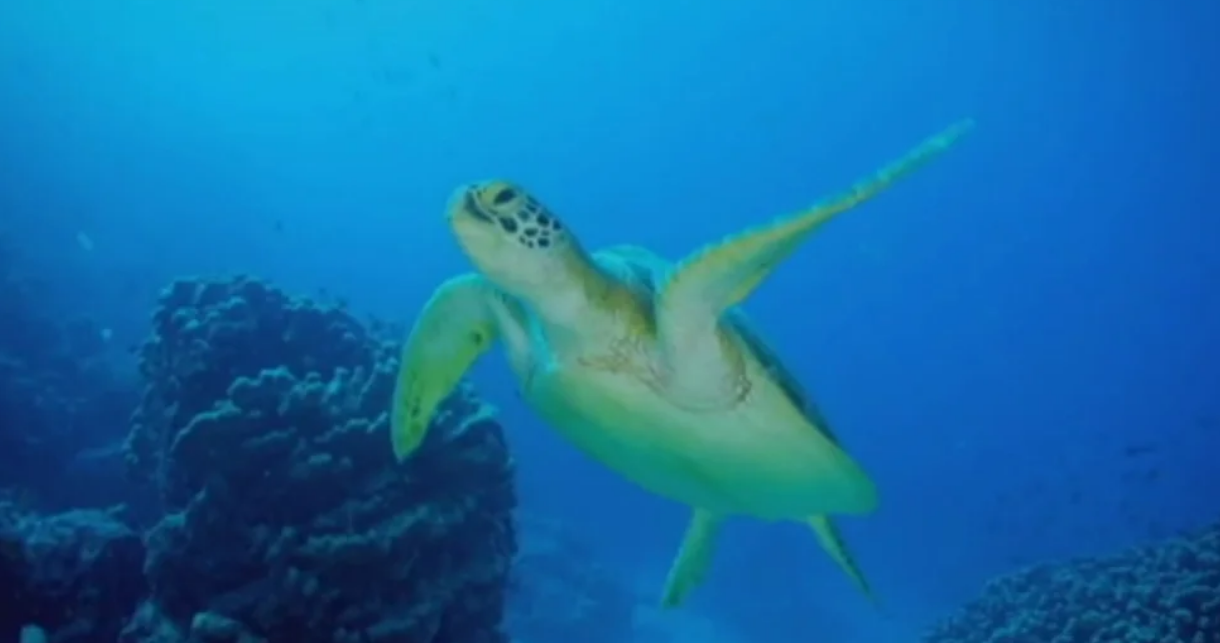 Prémio GBIF 2018 Jovem Investigadora