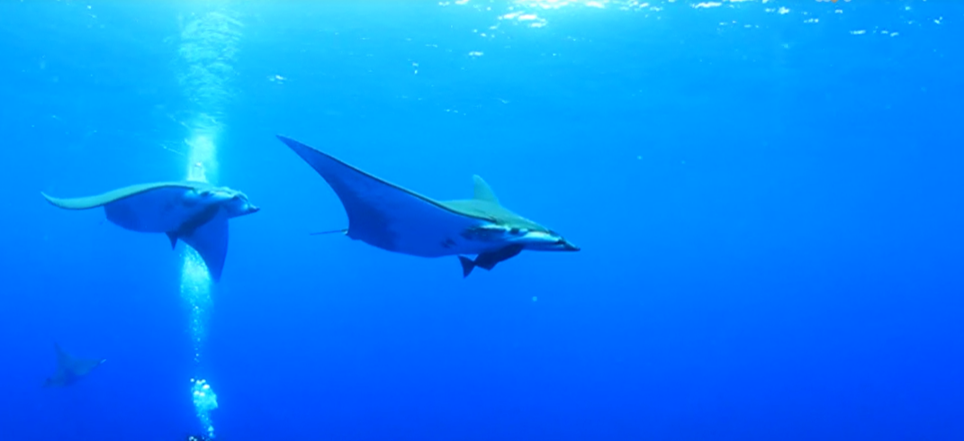 Jamantas na reserva marinha do Ambrósio