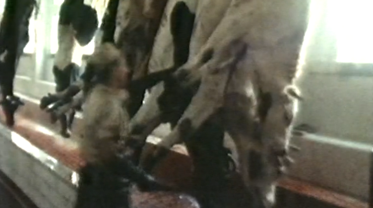 Encerramento de matadouros por falta de condições