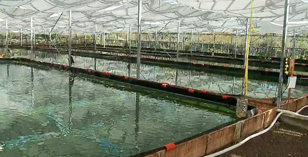 Aqualcultura na Graciosa: Spirulina